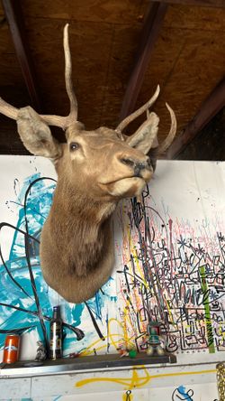 Elk Taxidermy Head