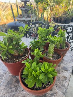 Monadenlum plants