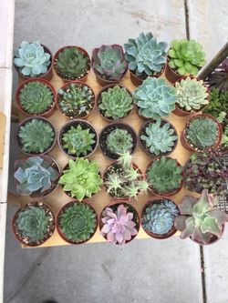Succulents 4”