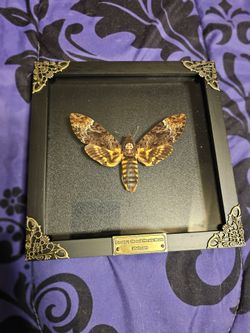Entomology Pins