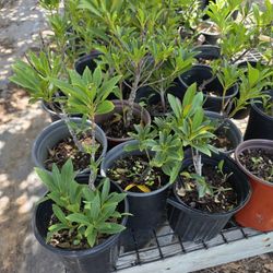 Japanese Blueberry Tree 1gallon 1ft Tall 