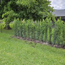 beautiful Podocarpus full green  6 feet tall Instant Privacy Hedge 