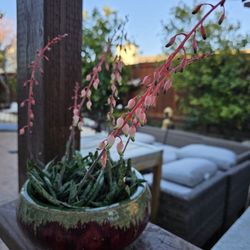 Plants,pots Yard Art