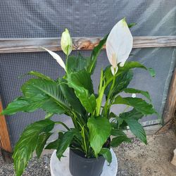 Peace Lily Plant 10" Pot 