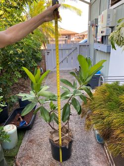 Rare Norantea Vine From South America