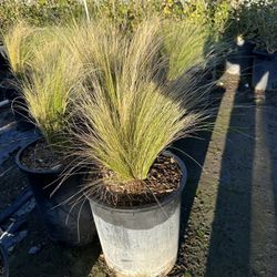 Mexican Feather Grass