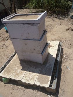Honey bees