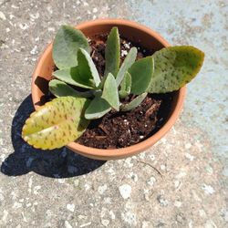 Penwipers widow's thrill kalanchoe