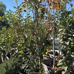Green Apple Tree