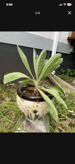 LOW PRICE MOVING- HAND PAINTED CERAMIC POT WITH LIVE PLANT