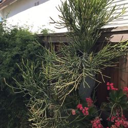Beautiful 7 Foot Fire stick Plant