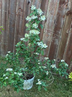 Quick Fire Hydrangea (Hydrangea paniculata),