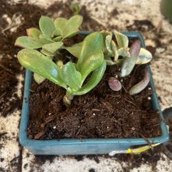 Succulents Plants