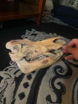 Authentic Male Wild Boar Skull (Sus scrofa)