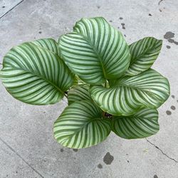 6” calathea orbifolia