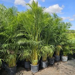 huge arecas About 7 feet tall Instant privacy Hedge for fence 30 ot more