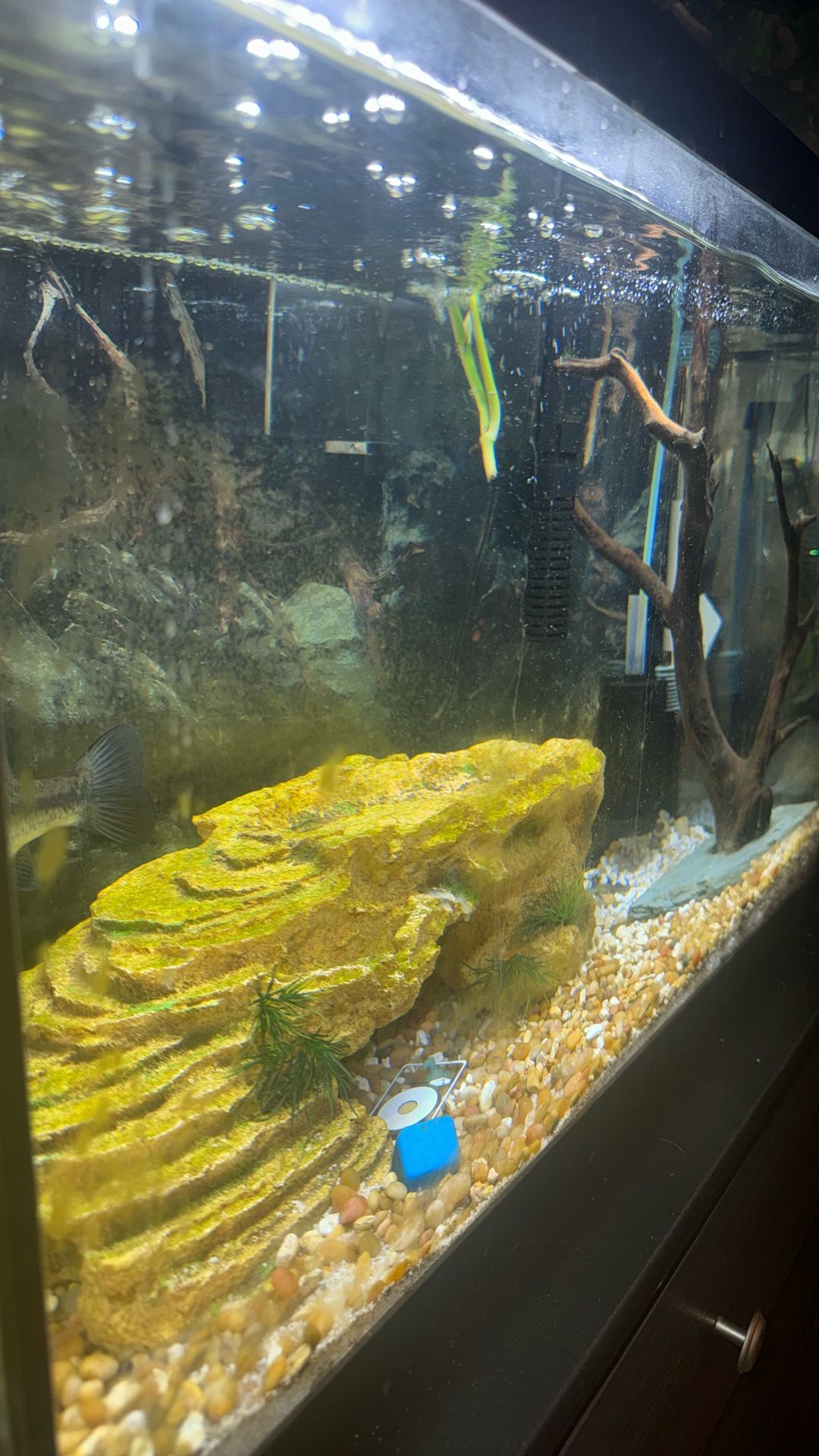 FISH TANK