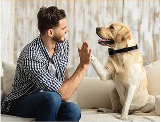 Is Your Dog Barking at Everything?? Safely Train Your Dog!