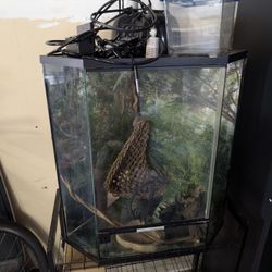 Full Reptile Set Up, Terrarium, Auto Mister, Lights