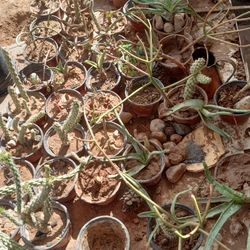 Plants For Sale 5 Dollars Each 