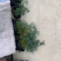 Tengo Matas De Ruda A $10 Cada Una 