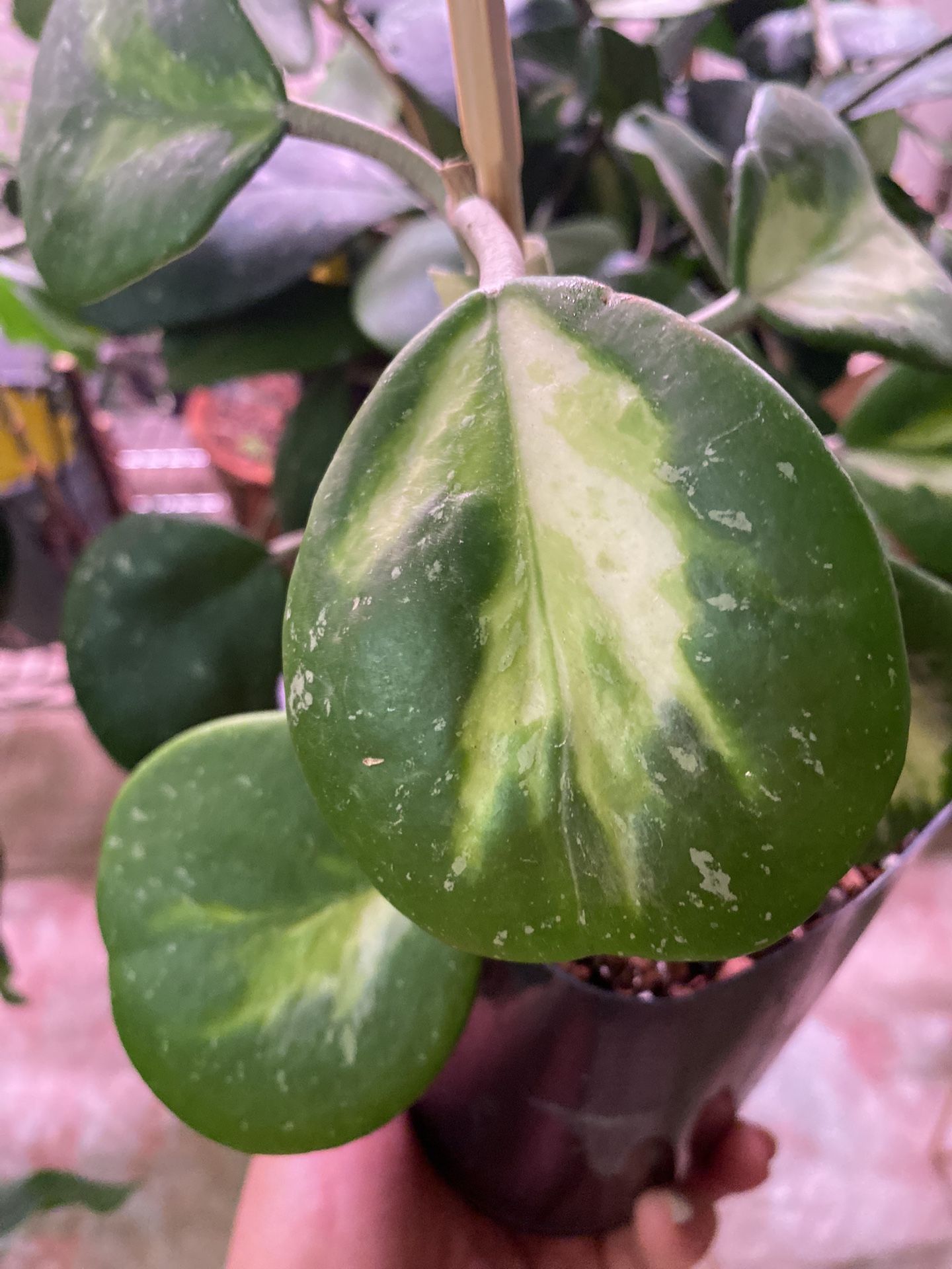 Hoya Obovata Inner Variegated With Silver Splash