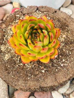 Korean succulents in unique wood pot