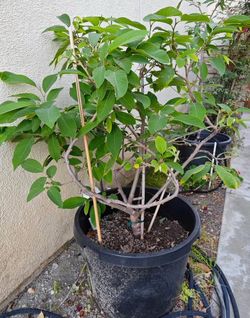 Healthy Cherimoya Fruit Tree 4' 6"