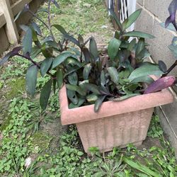 Purple Heart Plant 