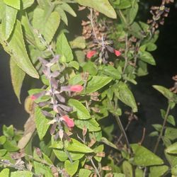 Salvia Coccinea