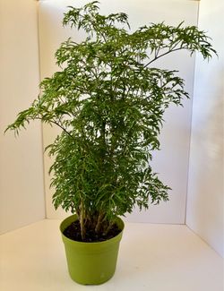 Ming Aralia  in 7” pot