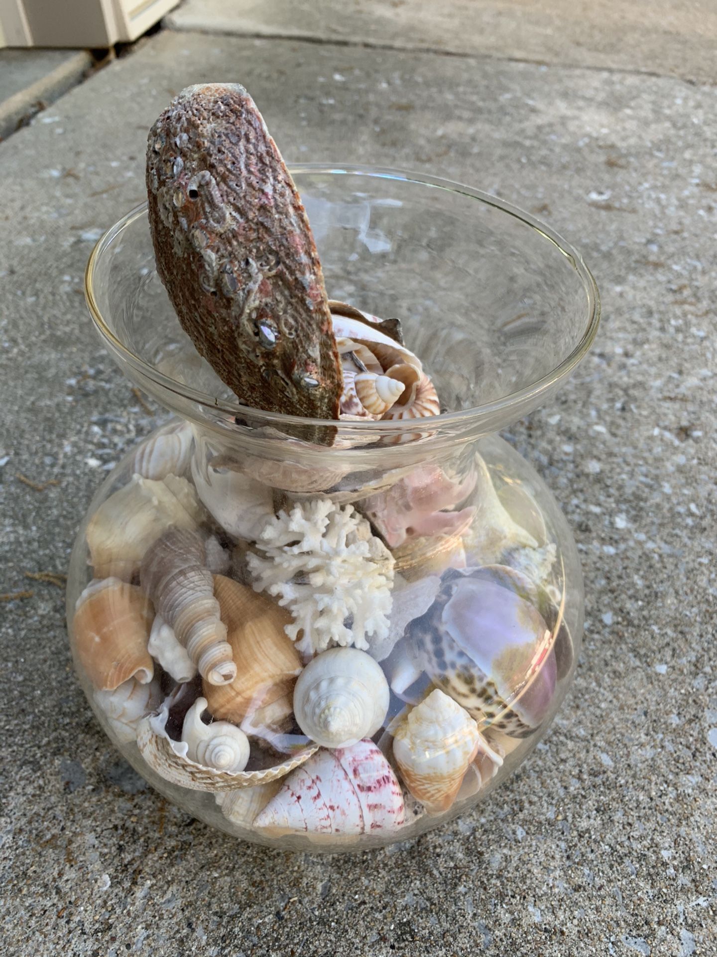 Sea Shell Collection