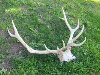 Deer Antlers Set 6x6 Horns Mount Skull Trophy 3 ft wide