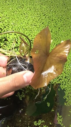 Dwarf water lily aquarium plant