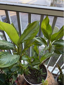 Large plant