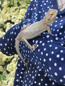 Bearded Dragon And Enclosure (little Less Than Two Years Old)