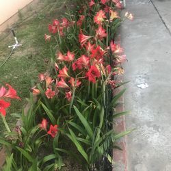 Amarillys