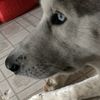 Perla