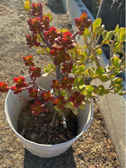 Jade red green Succul