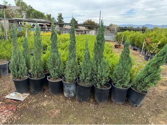 Blue point juniper 5 gal