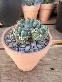 Cereus Forbesii Monstrose “Ming Thing” Cactus in 3inch Pot