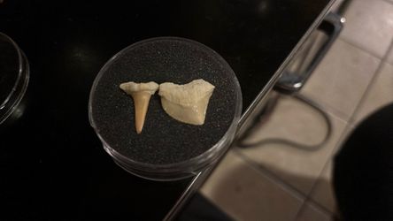 Fossilized Teeth, Shark Or Another Prehistoric Marine Creature