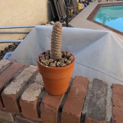 Pinecone Cactus In Terra Cotta Pot