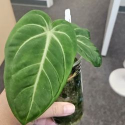 Anthurium Nigrolaminum GiGi