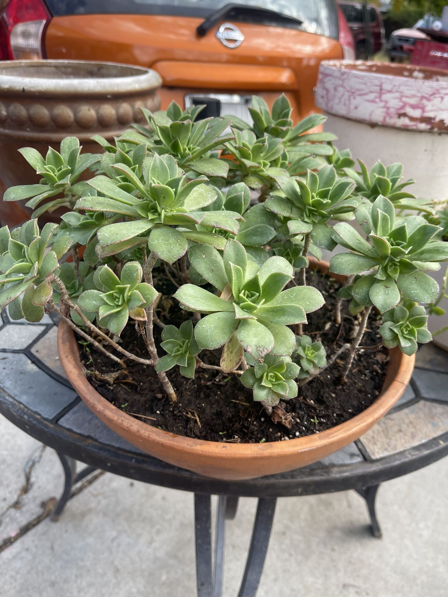 Terra Cotta  Pot With Plant Succulent