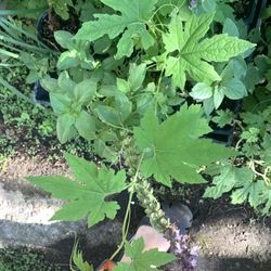 Bittet Melon Plant 4in Pot