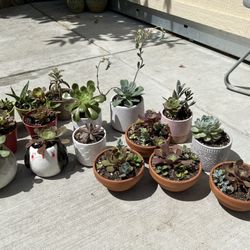 $5 Succulents Sale