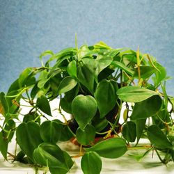 Pair Set Of 2 Philodendron Brazil Heartleaf Philodendron Plant/ House Plant/ Indoor Plant/ House Plant Flower Patio Garden Cuttings