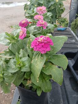 Outdoor Flowers And Plants