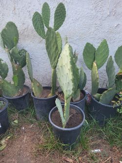 Nopales